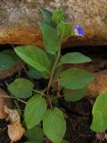 Convolvulus siculus